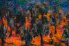 Alexla~2.gif (97337 Byte)
